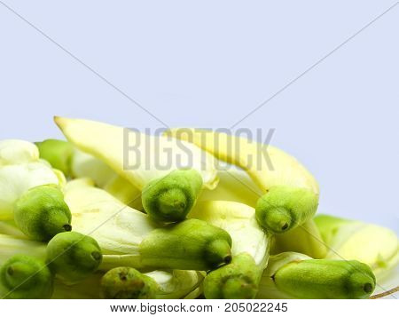 Closeup Vegetable Humming Bird Sesban Agasta on white background Edible flower.