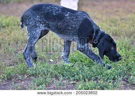 Hunting Dog Breed German Wirehaired Pointer