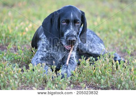 Hunting Dog Breed German Wirehaired Pointer