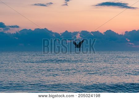bird of prey flying over the ocean with freshly caught fish in its talon on an early summer morning