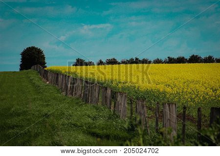 An old fence diving conola crops in rural Australia