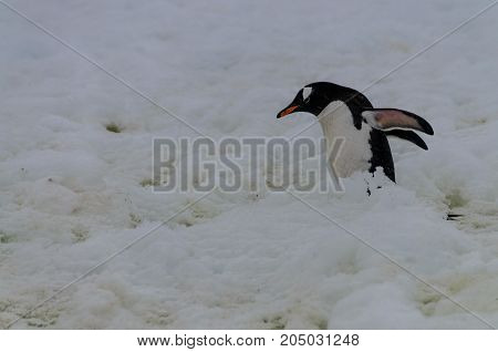 Nesting Gentoo Penguins struggling for survival at Cuverville Island, off the Coast of the Antarctic Peninsula.