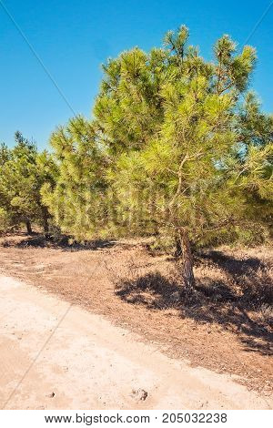 Cyprus Ayia Napa, Cape Greco Peninsula, Pine Tree Grove, Road On ..kavo Greco In National Forest Par
