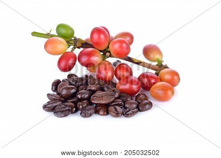 fresh coffee beans with stem and roasted coffee beans arabica strong blend on white background