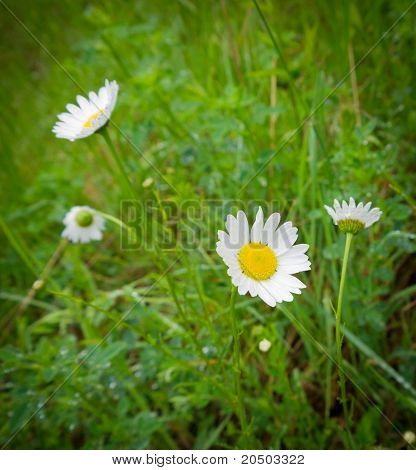 Ox-eye Daisy