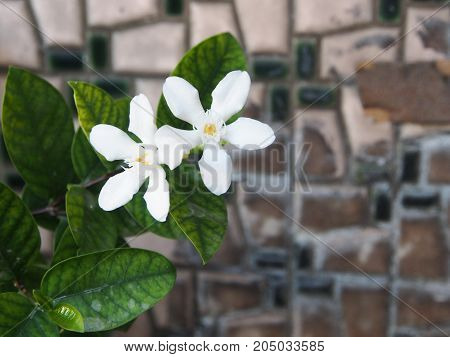 Beautiful Cape Jasmine , Cape Gardinia. Macro With Natural Light In The Morning.