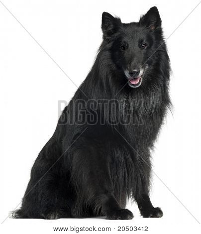 เบลเยียมคนเลี้ยงแกะสุนัข Groenendael, 6 ปี นั่งอยู่หน้าฉากหลังสีขาว