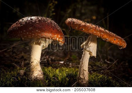 Mushrooms in the forest are illuminated by the sun's rays of light.