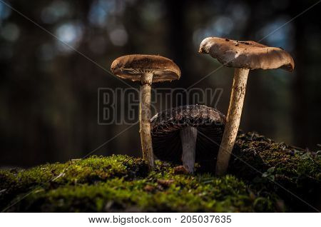 Mushrooms in the forest are illuminated by the sun's rays of light.