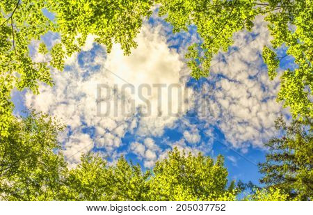 The canopy of trees framing a clear blue sky. Background for banner
