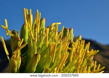 Large yellow stamens in cluster of agave flower