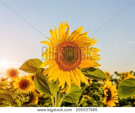sunflower with blue sky and beautiful sun.