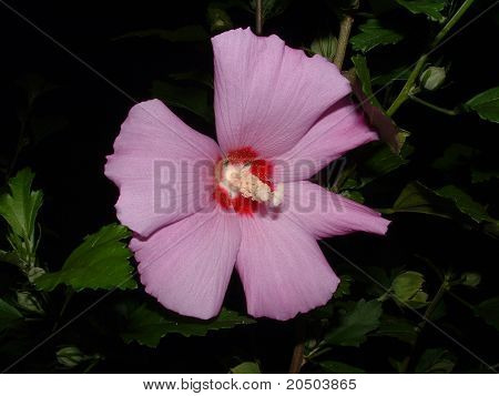 Rose of Sharon Pink