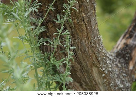 Wormwood Artemisia absinthium in garden.  Wormwood plant used for herbal medicine.