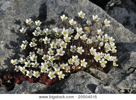 Saxifrage ไอริช