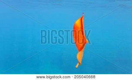 yellow, autumn leaf of a tree, in the sea, under water