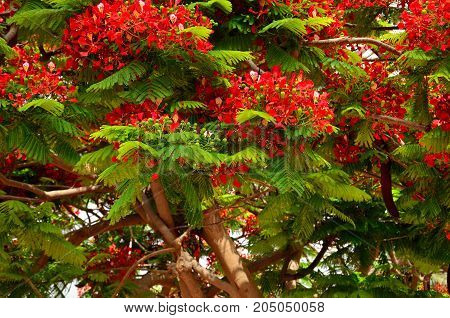 Splendid tree in full bloom, flamboyan, delonix regia