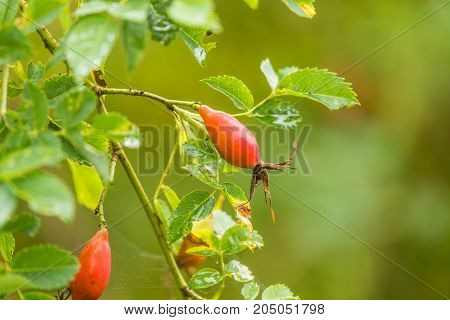 Beautiful ripe fruits of sweet-briar rose in a bush. Colorful autumn close up. Good fruits with vitamins.