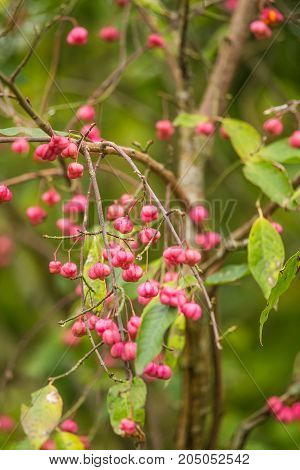 Beautiful bright fruits of spindle tree in autumn in natural habitat. Colorful autumn closeup. Pink fruits in green leaves.