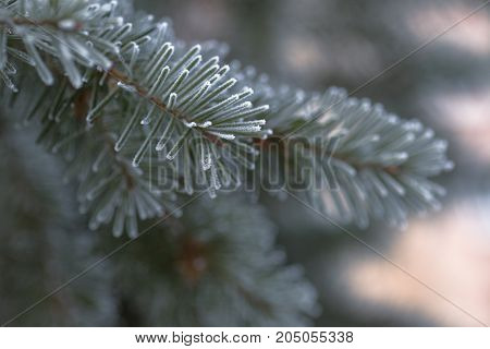 Branch of blue fir-tree blue, green, white, Colorado blue spruce, Picea pungens covered with hoarfrost. New Year's Bekraund. Place for a copy-paste.