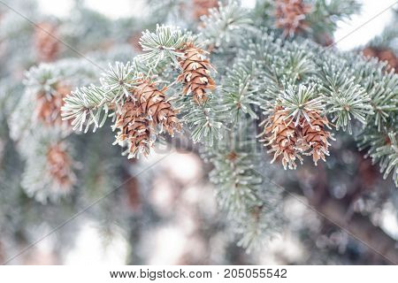 Mature cone on Branch of blue fir-tree blue green white Colorado blue spruce Picea pungens covered with hoarfrost. New Year's Bekraund. Place for a copy-paste.