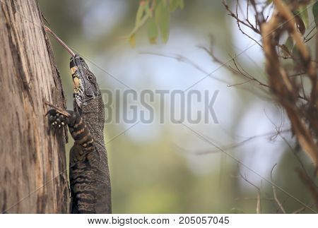Goanna climbing a tree and poking out his long tongue. 25 of the 30 species of goanna are found in Australia they feature in aboriginal art and folklore. The various species can range from 20cm to over 2.5 metres long.