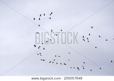 Flock of cormorants in the air over Roemoe island in th Danish Wadden Sea. Danish national park under UNESCO World Heritage.