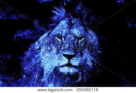 Lion face and graphic effect. Computer collage