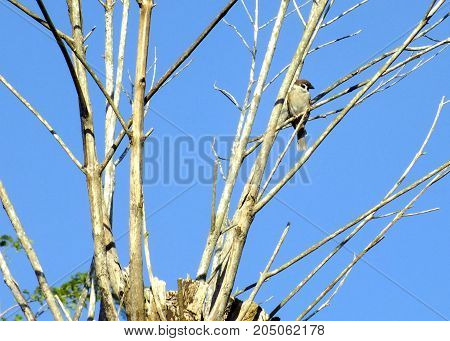a sparrow was perching on a branch of a dried tree