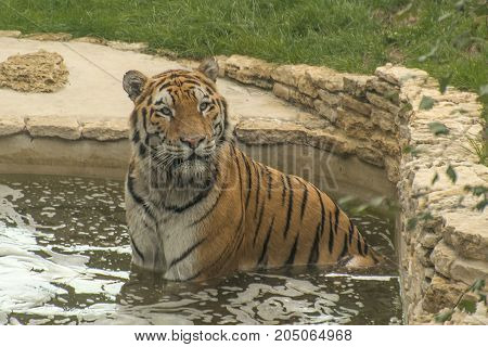 Tiger on a background of green meadows takes a bath in the private pool