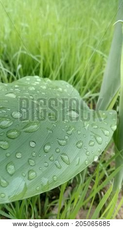 It is a natural photo of rain drops on a leaf.