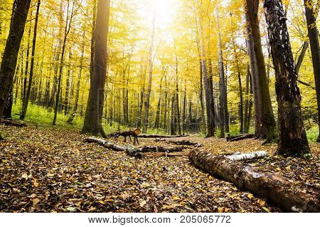 Beautiful sunlight in the autumn forest. Beauty nature background