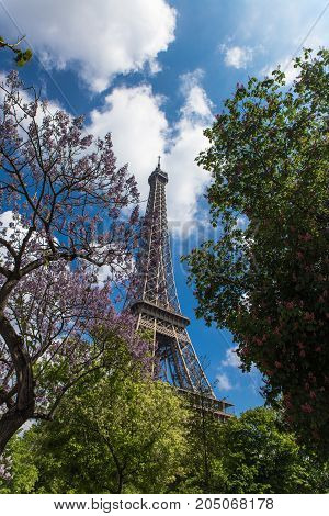 PARIS FRANCE - 28 APRIL 2017: blossoming magnolia trees with eifel tower on background. Eifel tower is the most popular attraction in France