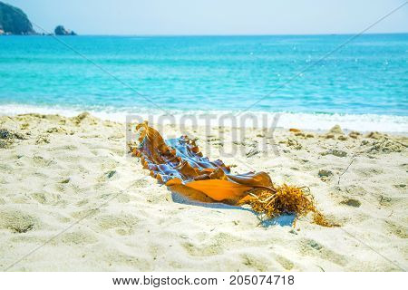 on the white sand by the beautiful blue sea lies bright seaweed. Deserted beach and beautiful seaweeds