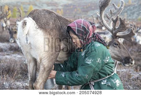 Tsaatan woman milking a reindeer in northern Mongolia