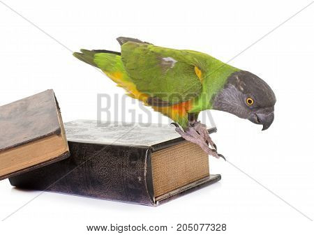 senegal parrot in front of white background