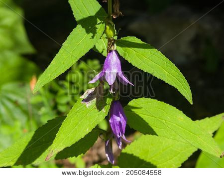 Blue-purple Bellflower Campanula flowers with bokeh background close-up selective focus shallow DOF