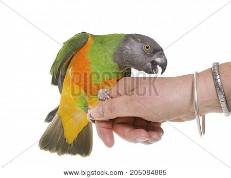 senegal parrot in front of white background
