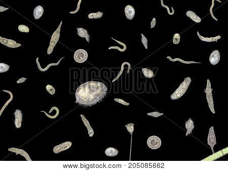 micrography showing lots of various translucent freshwater microorganisms in dark back