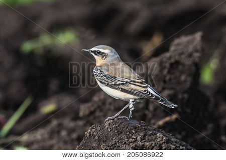 A Wheatear (Oenanthe oenanthe) sits on the earth