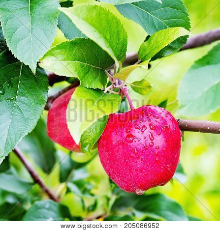 Gloster Apple Tree Branch With Apple After Rain