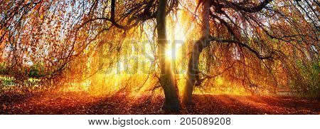 Golden rays of the autumn sun fall through a tree in a park panorama