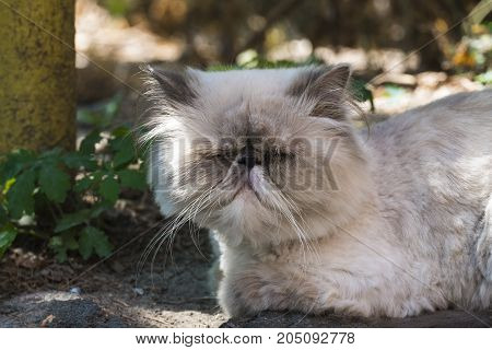Blinded persian cat resembling Tyrion Lannister ( Felis catus)