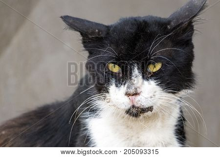 Poor shabby black-and-white cat with gaunt eyes