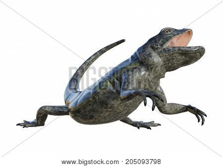 3D Rendering Chuckwalla On White
