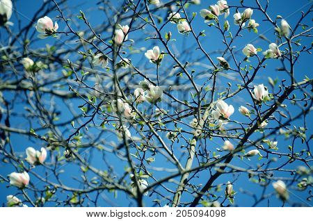Soft focus image of magnolia flowers. spring season background