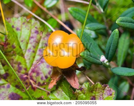 Ripe cloudberry or Rubus chamaemorus at swamp in wild berry macro selective focus shallow DOF.