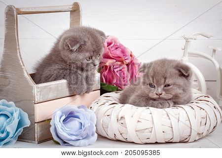 Home, calm and love concept - two Scottish Fold Cats fall asleep. Beautiful decorated house for kittens.