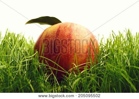 Apple Red Color Fallen On Fresh Green Grass