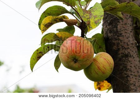 Apple Tree In Autumn Healthy Fruit